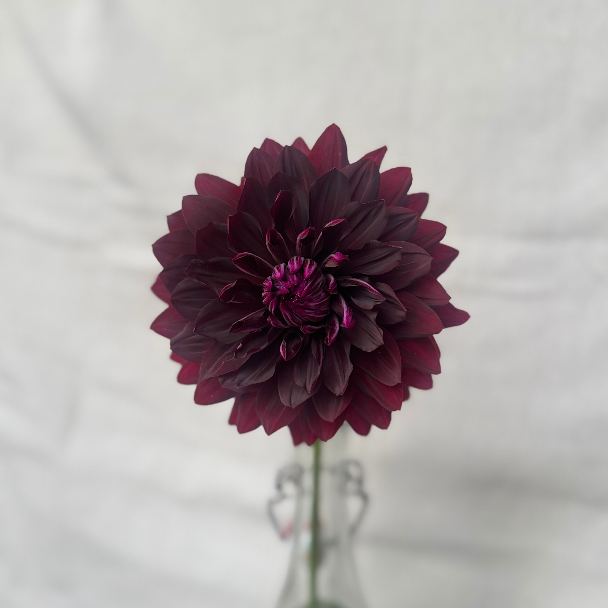 Joan's Collection @ Two Pony Two Pony Dahlia Plant 'BLACK Magic' Joan's Collection