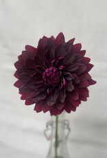 Joan's Collection @ Two Pony Two Pony Dahlia Plant 'BLACK Magic' Joan's Collection
