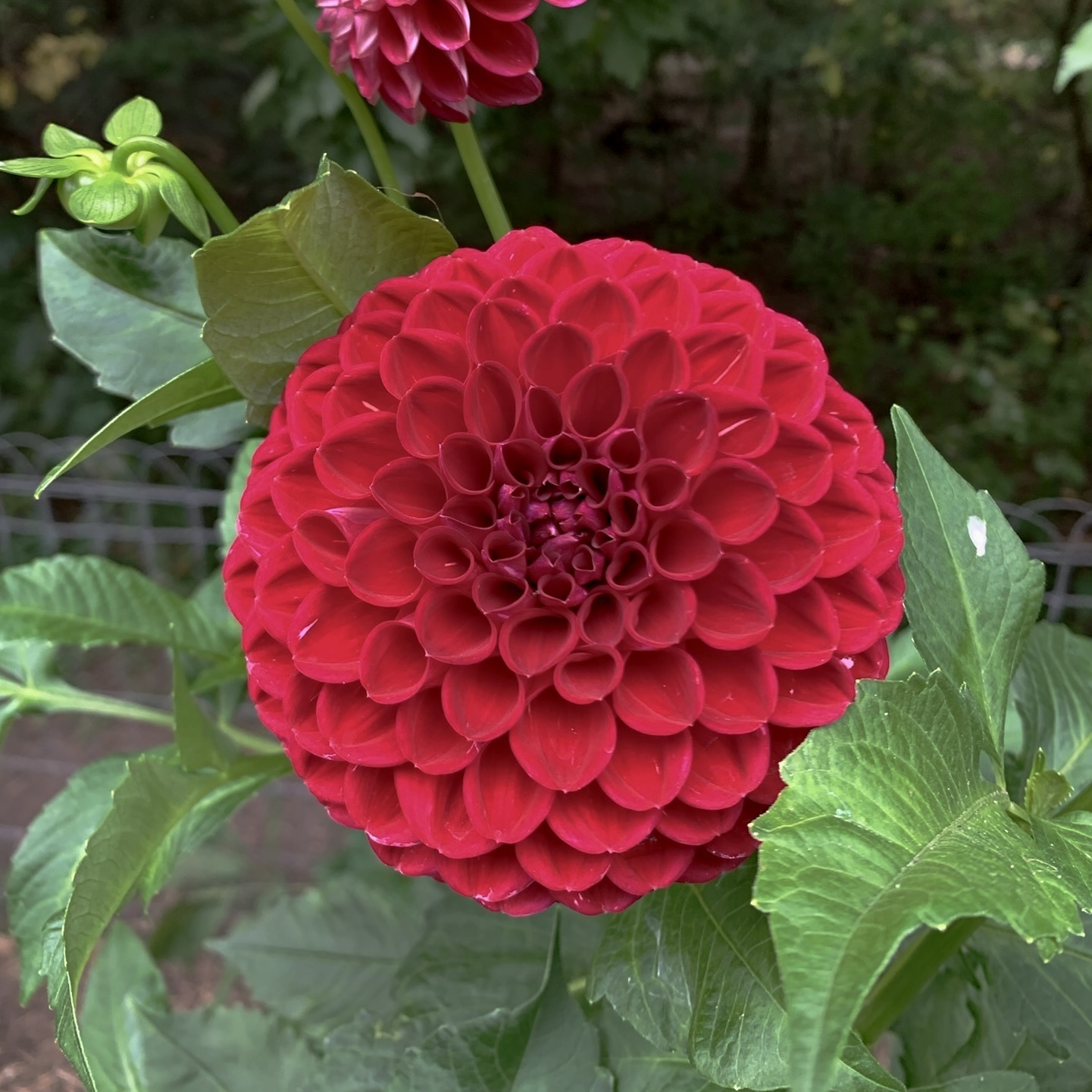 Joan's Collection @ Two Pony Two Pony Dahlia Plant 'CORNEL' Joan's Collection
