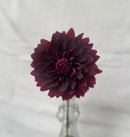 Joan's Collection @ Two Pony Two Pony Dahlia Plant 'BLACK Magic' Joan's Collection