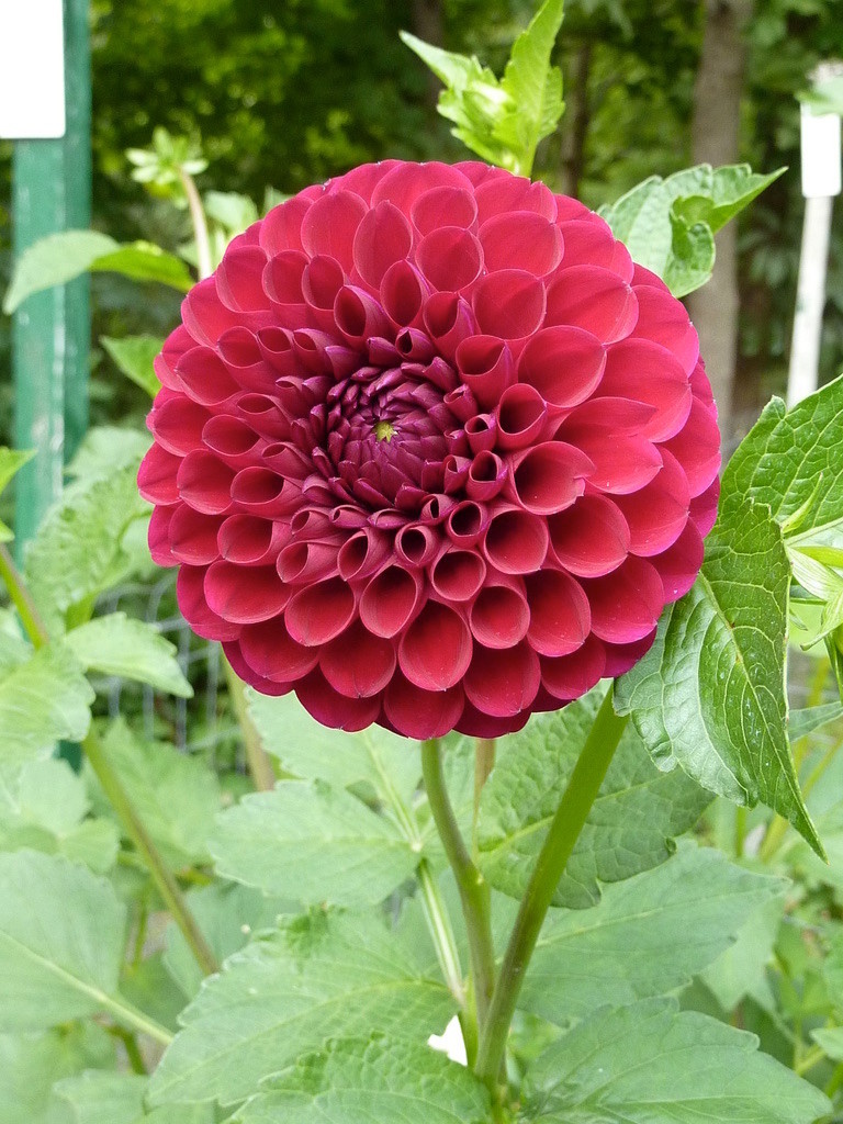 Joan's Collection @ Two Pony Two Pony Dahlia Plant 'CORNEL' Joan's Collection