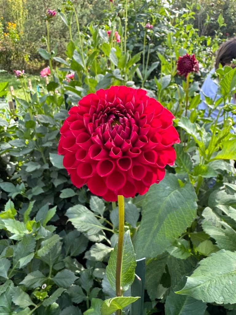 Joan's Collection @ Two Pony Two Pony Dahlia Plant 'CORNEL' Joan's Collection