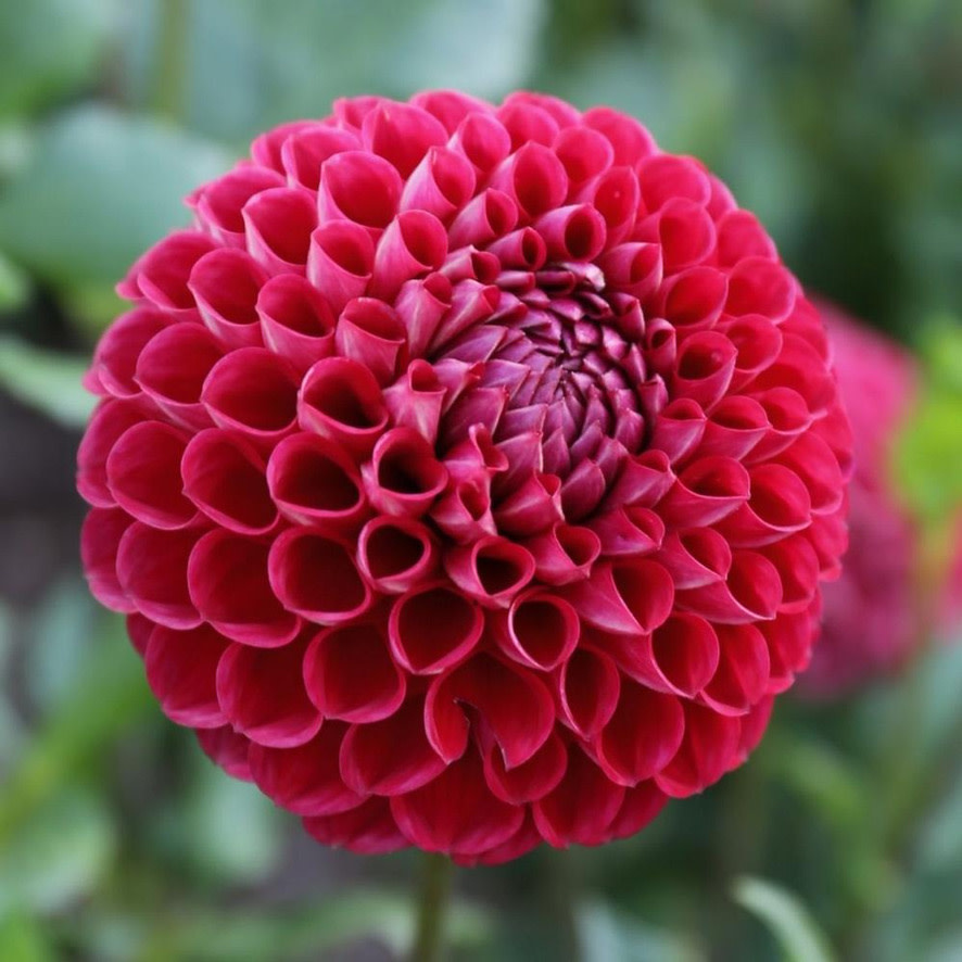 Joan's Collection @ Two Pony Two Pony Dahlia Plant 'CORNEL' Joan's Collection