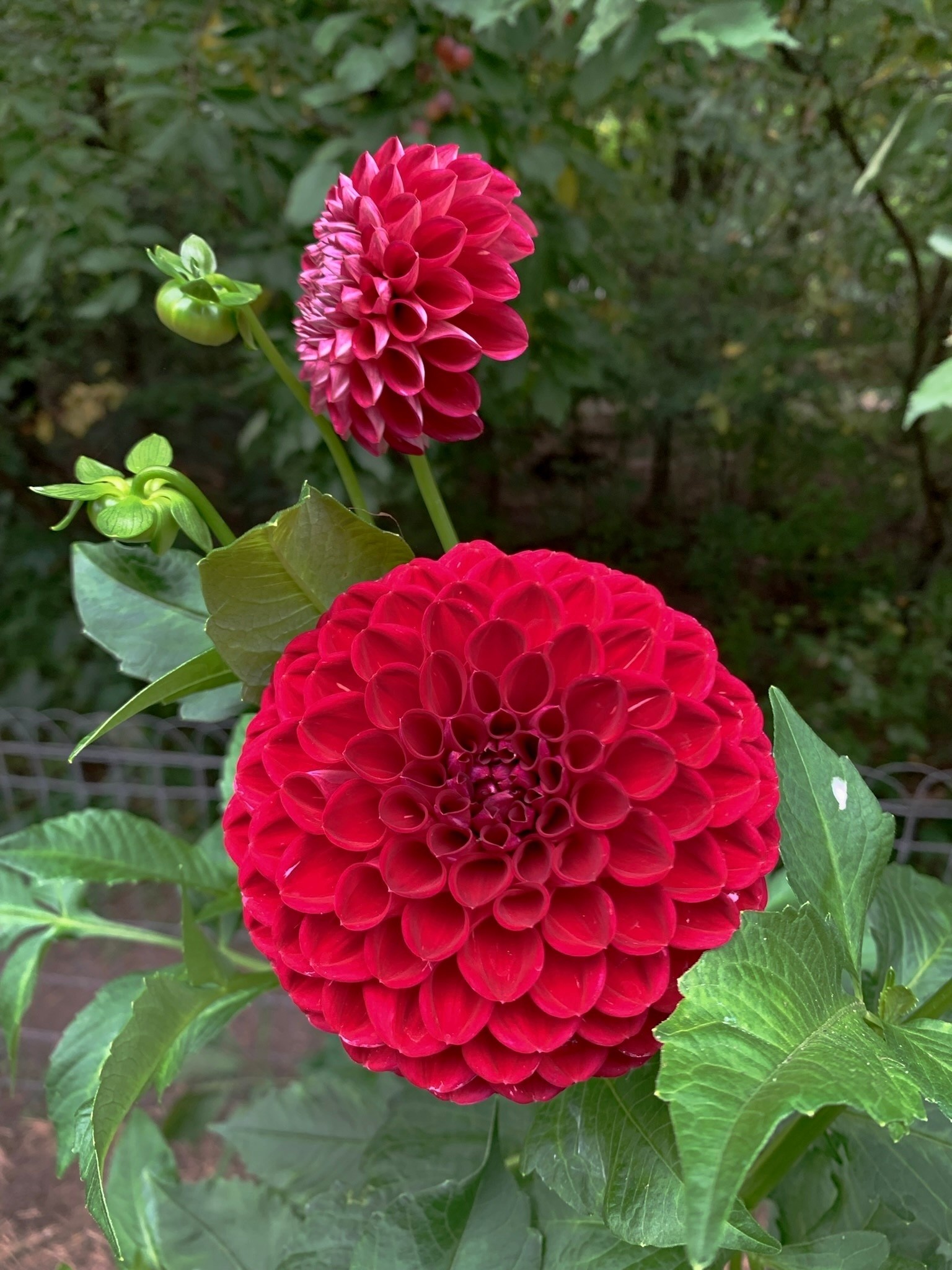 Joan's Collection @ Two Pony Two Pony Dahlia Plant 'CORNEL' Joan's Collection