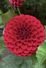 Joan's Collection @ Two Pony Two Pony Dahlia Plant 'CORNEL' Joan's Collection