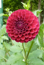 Joan's Collection @ Two Pony Two Pony Dahlia Plant 'CORNEL' Joan's Collection