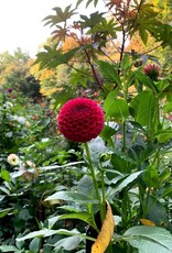 Joan's Collection @ Two Pony Two Pony Dahlia Plant 'CORNEL' Joan's Collection