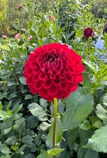 Joan's Collection @ Two Pony Two Pony Dahlia Plant 'CORNEL' Joan's Collection
