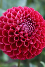 Joan's Collection @ Two Pony Two Pony Dahlia Plant 'CORNEL' Joan's Collection