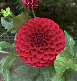 Joan's Collection @ Two Pony Two Pony Dahlia Plant 'CORNEL' Joan's Collection