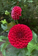 Joan's Collection @ Two Pony Two Pony Dahlia Plant 'CORNEL' Joan's Collection