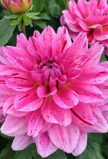 Joan's Collection @ Two Pony Two Pony Dahlia Plant 'CHA CHING' Joan's Collection
