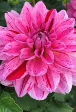 Joan's Collection @ Two Pony Two Pony Dahlia Plant 'CHA CHING' Joan's Collection
