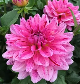 Joan's Collection @ Two Pony Two Pony Dahlia Plant 'CHA CHING' Joan's Collection