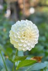 Joan's Collection @ Two Pony Two Pony Dahlia Plant 'BOOM BOOM' Joan's Collection