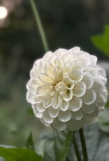 Joan's Collection @ Two Pony Two Pony Dahlia Plant 'BOOM BOOM' Joan's Collection