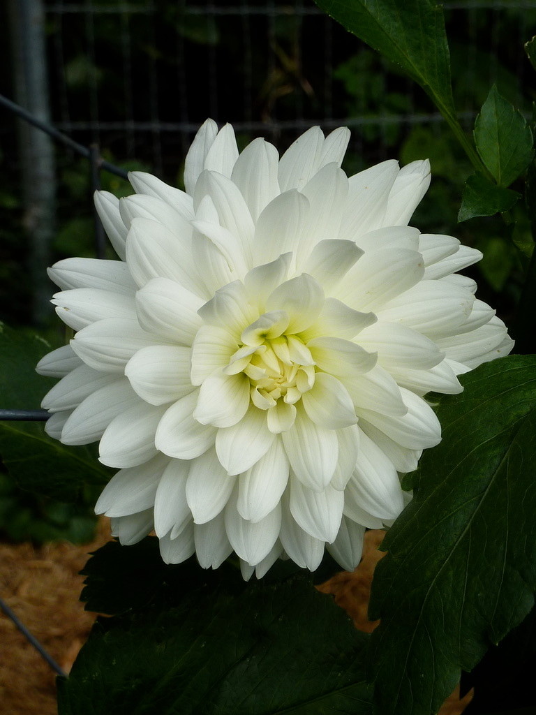 Joan's Collection @ Two Pony Two Pony Dahlia Plant 'BRIDEZILLA' Joan's Collection