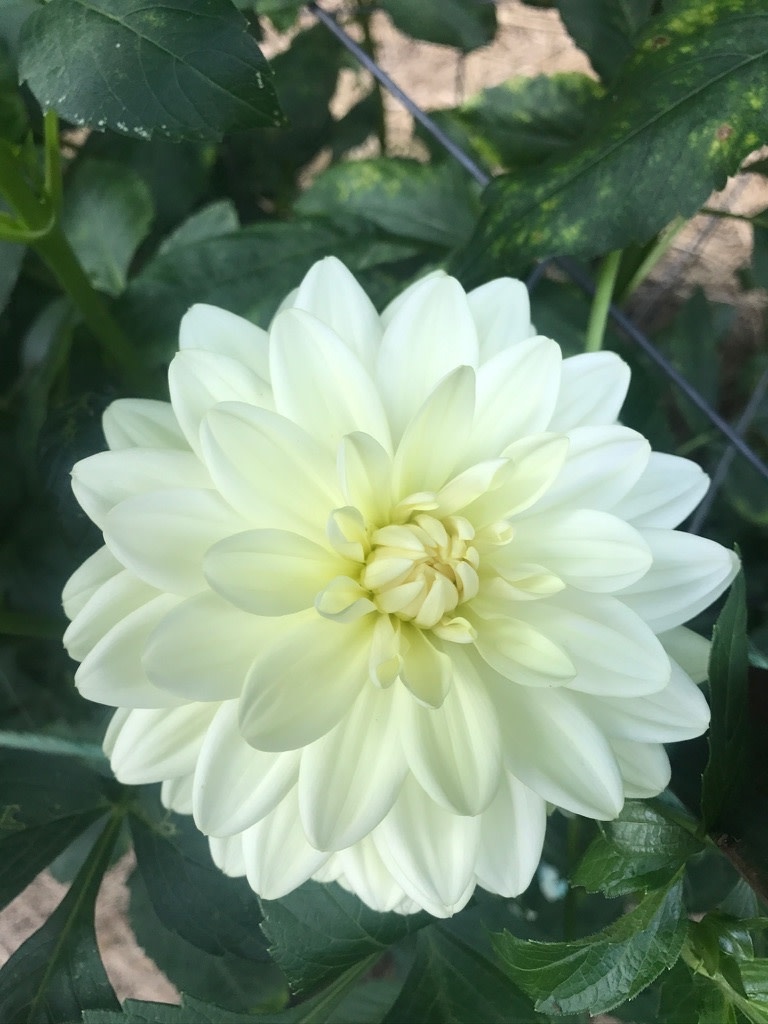 Joan's Collection @ Two Pony Two Pony Dahlia Plant 'BRIDEZILLA' Joan's Collection