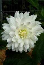 Joan's Collection @ Two Pony Two Pony Dahlia Plant 'BRIDEZILLA' Joan's Collection