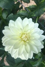 Joan's Collection @ Two Pony Two Pony Dahlia Plant 'BRIDEZILLA' Joan's Collection