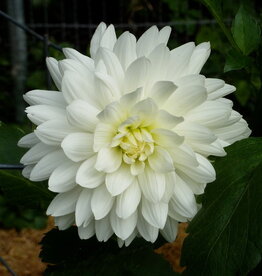 Joan's Collection @ Two Pony Two Pony Dahlia Plant 'BRIDEZILLA' Joan's Collection