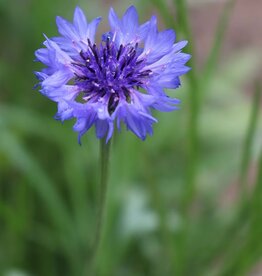 Seed Savers Exchange Seed Savers - Flower, Blue Boy Bachelor’s Buttons- Pack of 500 Seeds