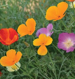 Seed Savers Exchange Seed Savers - Flower, California Poppy Mixture- Pack of 500 Seeds