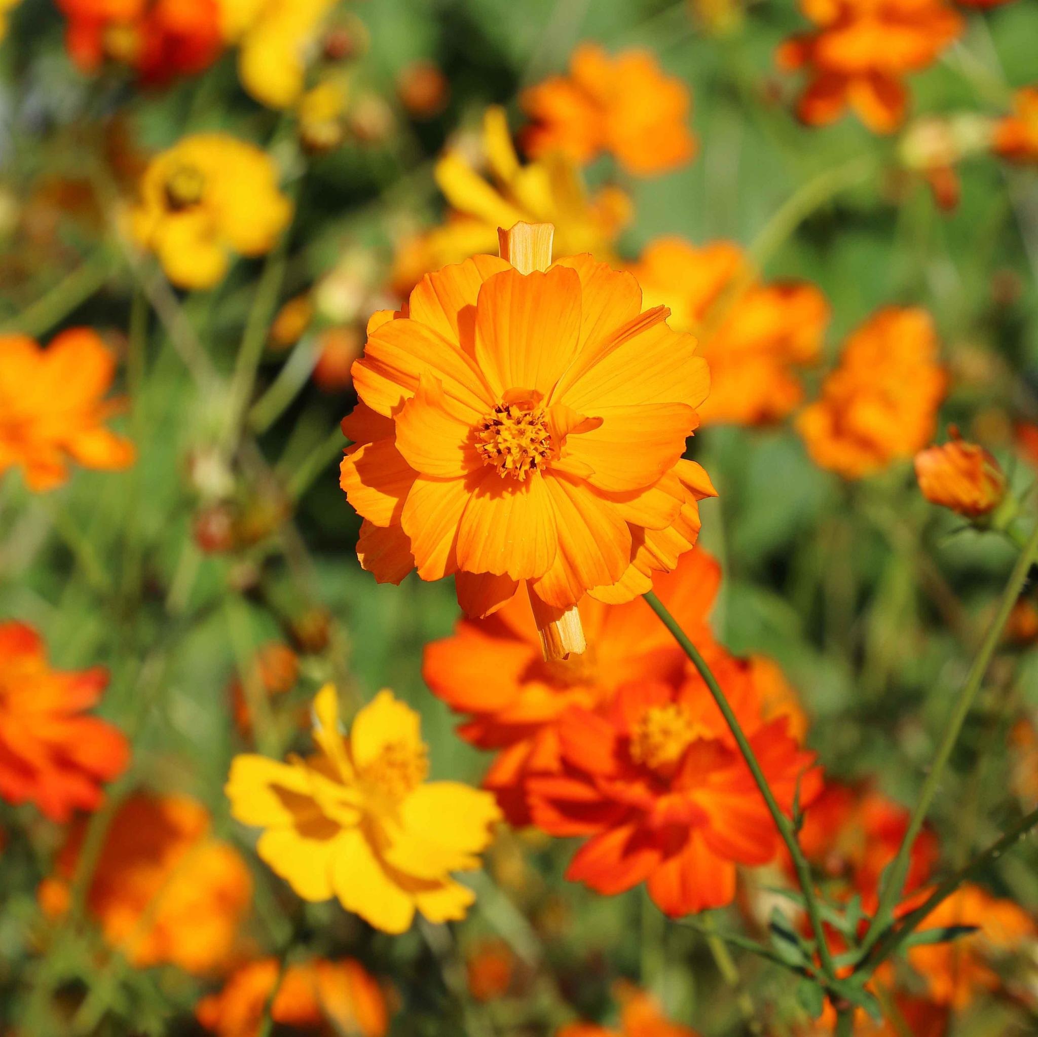 Seed Savers Exchange Seed Savers - Flowers, Diablo Cosmos
