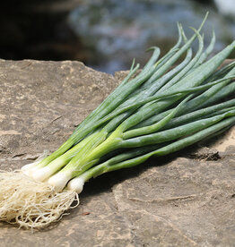Seed Savers Exchange Seed Savers - Onion, Heshiko Bunching- Pack of 150 Seeds