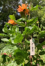 Two Pony Dahlia Plant 'AC BEN’