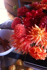 Two Pony Dahlia Plant 'AC BEN’