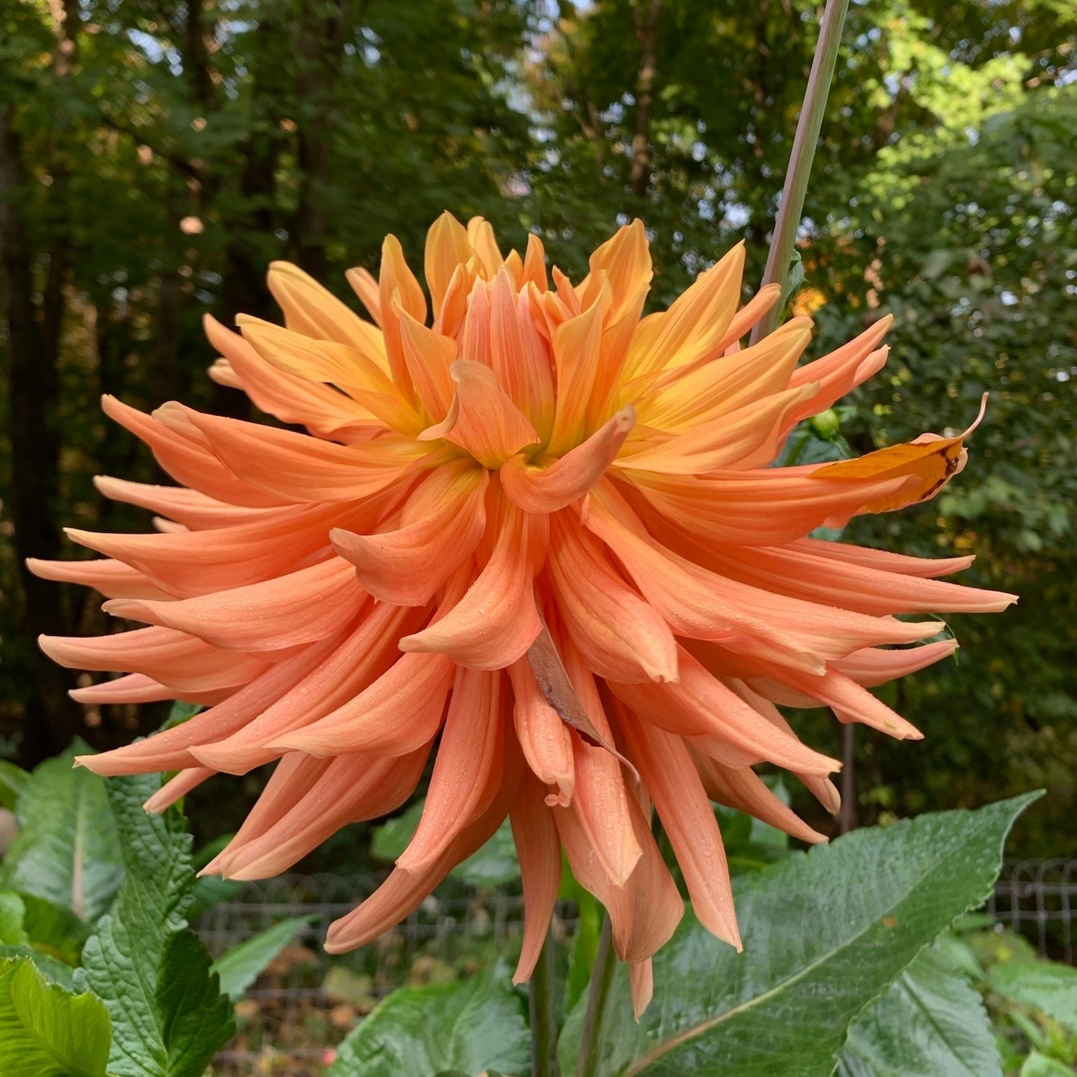 Two Pony Dahlia Plant 'AC BEN’