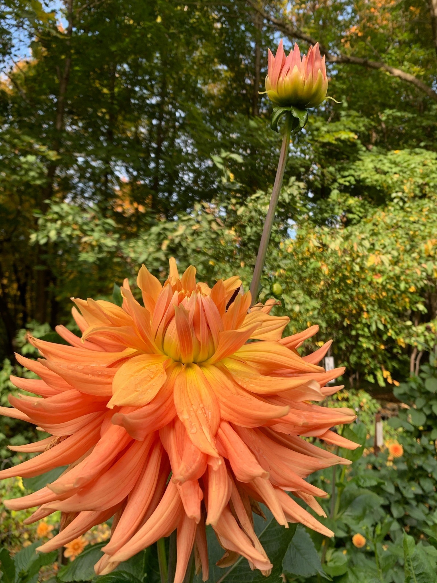 Two Pony Dahlia Plant 'AC BEN’