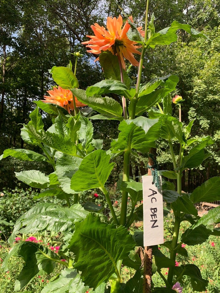 Two Pony Dahlia Plant 'AC BEN’