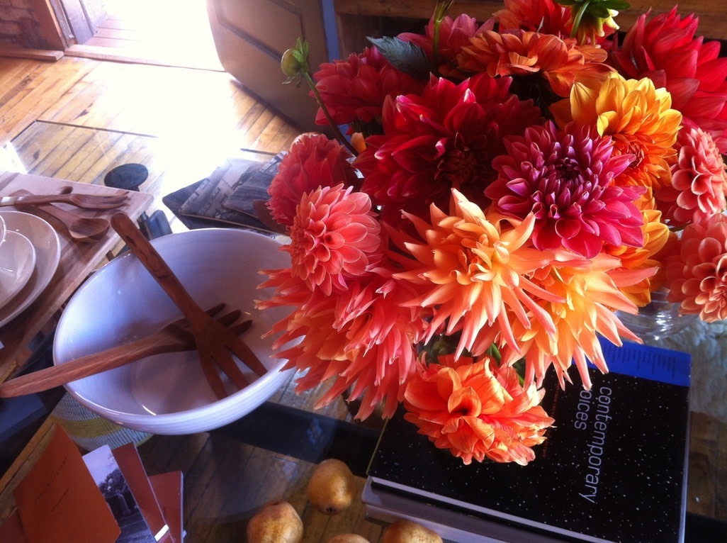 Two Pony Dahlia Plant 'AC BEN’