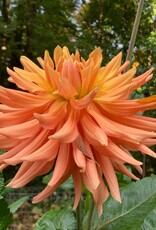 Two Pony Dahlia Plant 'AC BEN’