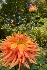Two Pony Dahlia Plant 'AC BEN’