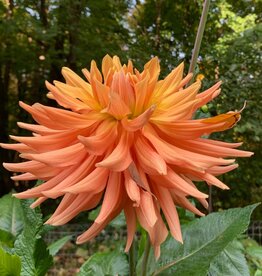 Two Pony Dahlia Plant 'AC BEN’