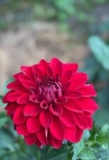 Two Pony Dahlia Plant 'AMERICAN BEAUTY’