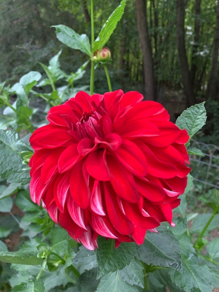 Two Pony Dahlia Plant 'AMERICAN BEAUTY’