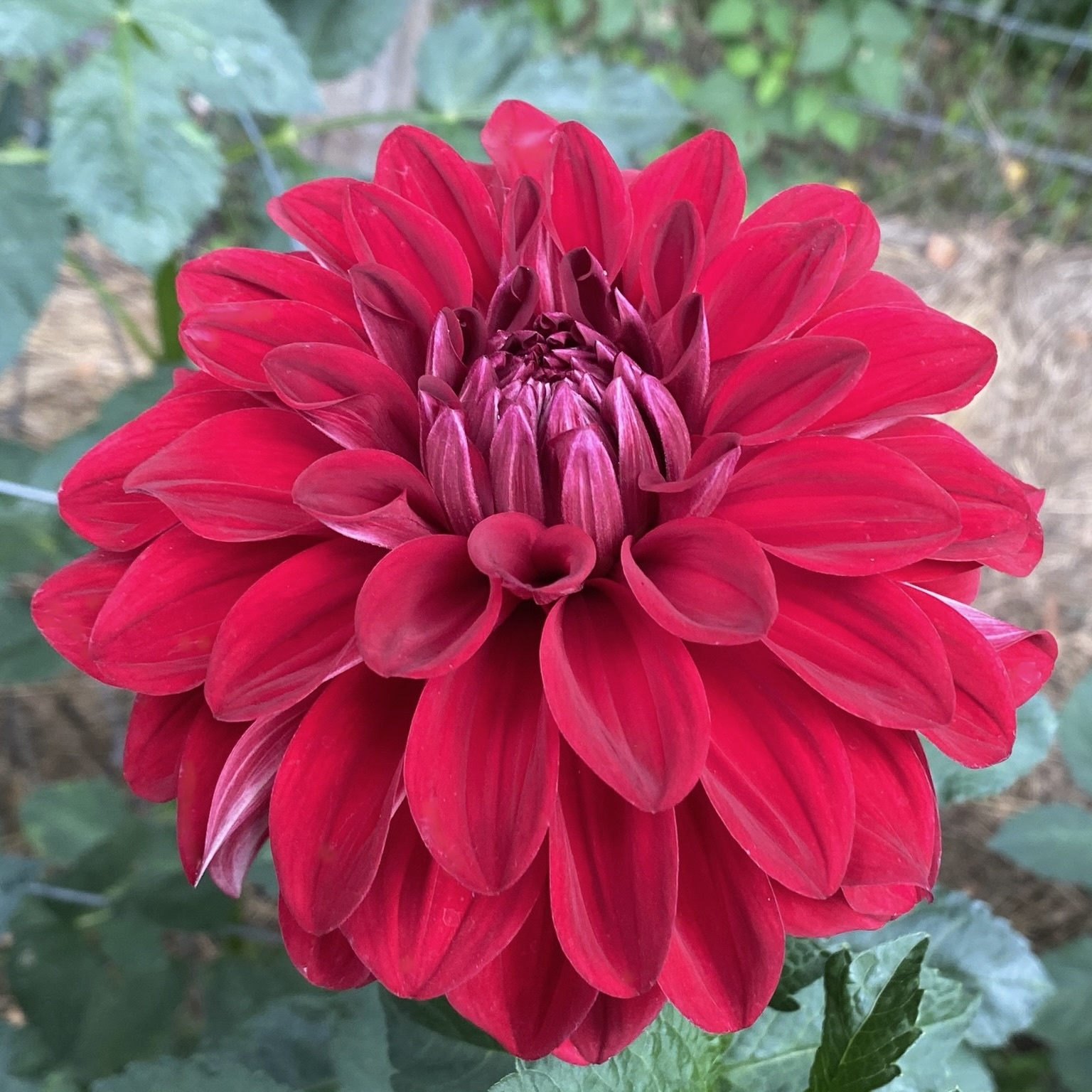 Two Pony Dahlia Plant 'AMERICAN BEAUTY’