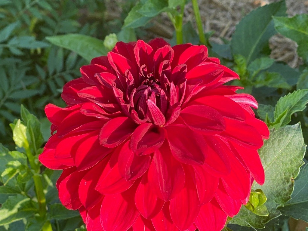 Two Pony Dahlia Plant 'AMERICAN BEAUTY’