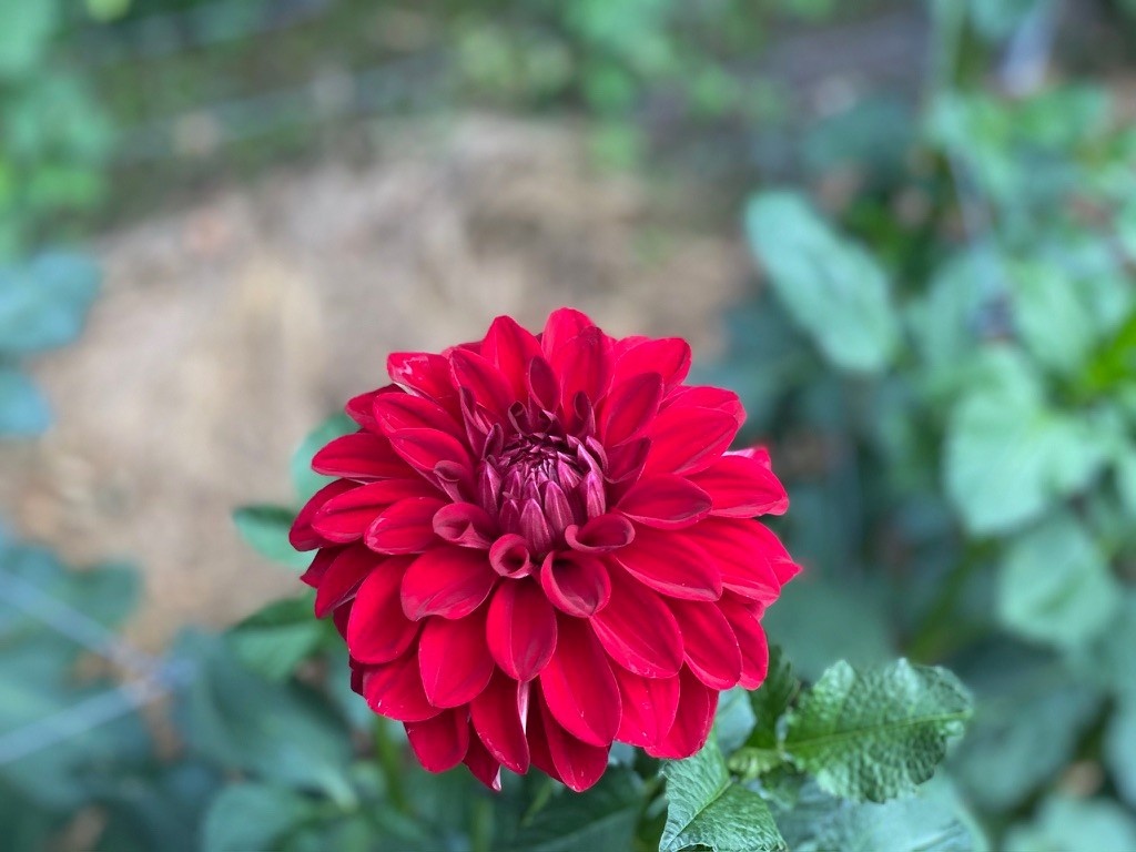 Two Pony Dahlia Plant 'AMERICAN BEAUTY’