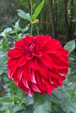 Two Pony Dahlia Plant 'AMERICAN BEAUTY’