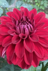 Two Pony Dahlia Plant 'AMERICAN BEAUTY’