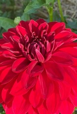 Two Pony Dahlia Plant 'AMERICAN BEAUTY’