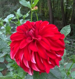 Two Pony Dahlia Plant 'AMERICAN BEAUTY’