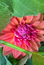 Two Pony Dahlia Plant 'AMERICAN DAWN’