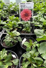 Two Pony Dahlia Plant 'AMERICAN DAWN’