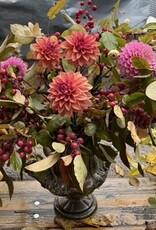 Two Pony Dahlia Plant 'AMERICAN DAWN’